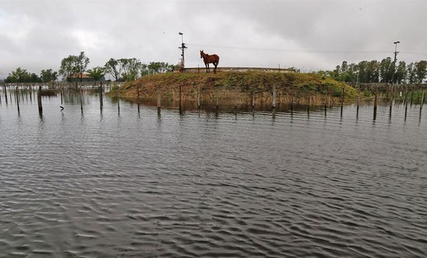 En el predio de la Sociedad Rural local los animales quedaron rodeados y atrapados por el agua. Foto: LA NACION / Diego Lima