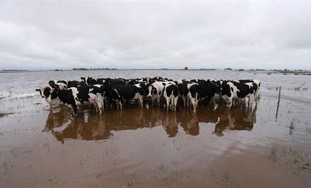 Las vacas de tambo, con graves problemas de producción por los anegamientos en General Villegas. Foto: Archivo