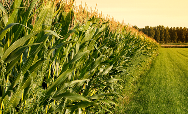 Soja y maíz extienden las pérdidas del viernes por lluvias en regiones claves de Estados Unidos