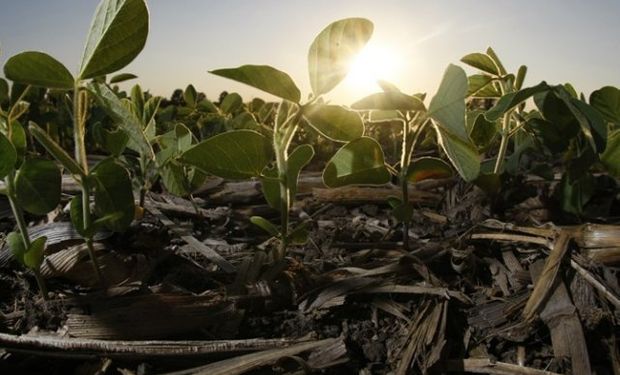El clima le dio un respiro a los cuadros implantados.