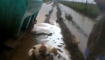 Historia del tambero que perdió 2000 litros de leche