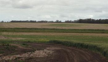 Falta de lluvias castiga la principal zona triguera del país