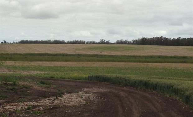 El trigo sufrió la helada, que también golpeó al maíz y el girasol. Foto: Emanuel Bodega/Los Grobo.