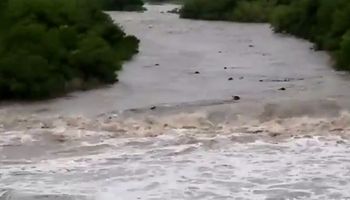 Decenas de vacas arrastradas por el agua en un arroyo en Entre Ríos