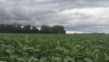 Clima clave para la campaña gruesa: la zona núcleo tendrá meses ajustados, mientras que se esperan más lluvias en el NOA