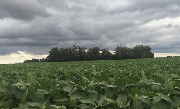 Alertan que habría consecuencias para el maíz y la soja si siguen las lluvias en zona núcleo