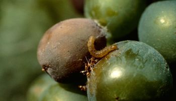La polilla que vive de la uva