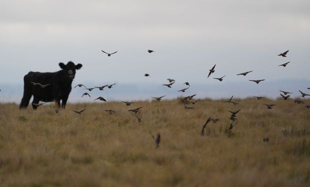 El establecimiento ganadero que recupera el ave más amenazada de las pampas