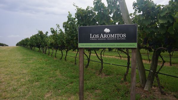 viñedo los aromitos