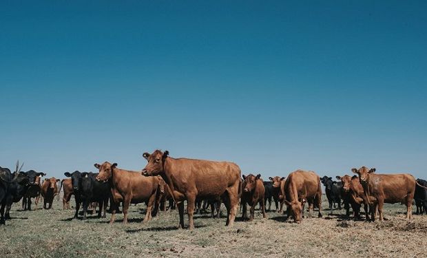 Cómo fueron los números de la ganadería en el 2020