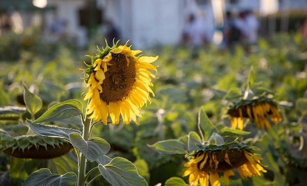 La Unión Agrícola Avellaneda pagó 105 mil por el primer lote de girasol