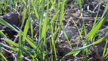 BCR estima 3,8 millones de hectáreas de trigo