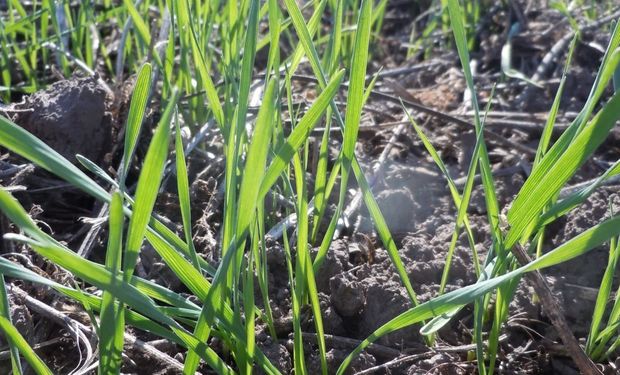 BCR estima 3,8 millones de hectáreas de trigo