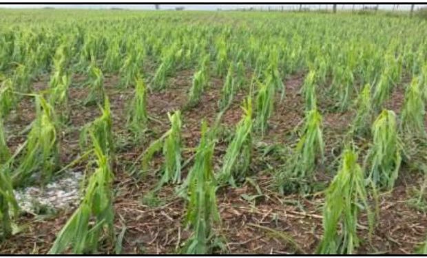 Lote de maíz afectado por granizo. Justiniano Posse, Córdoba (03-11-14). Gentileza: Ing. Juan P. Colomba