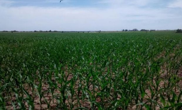 Lote de maíz de segunda, sobre rastrojo de trigo, con buen crecimiento y desarrollo, en estado fenológico V4 (4º hoja desarrollada) en el centro norte del departamento La Capital.-