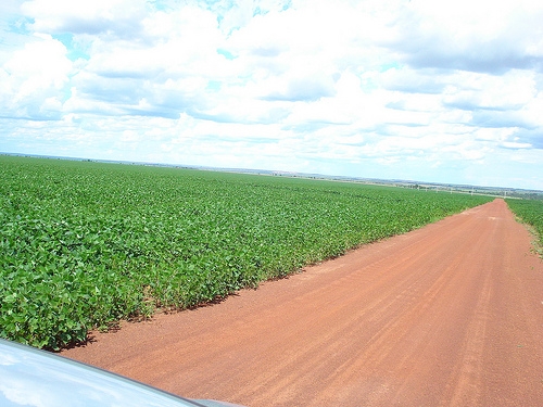 Los uruguayos invierten en tierras del Chaco paraguayo Agrofy News