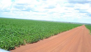 Los uruguayos invierten en tierras del Chaco paraguayo