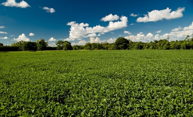 La baja de precios de las commodities complicó el año agrícola brasileño