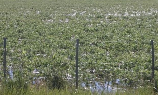 Lote de soja de primera, con 20 a 25 cm de agua en el lote, en el centro sur del departamento Vera.-