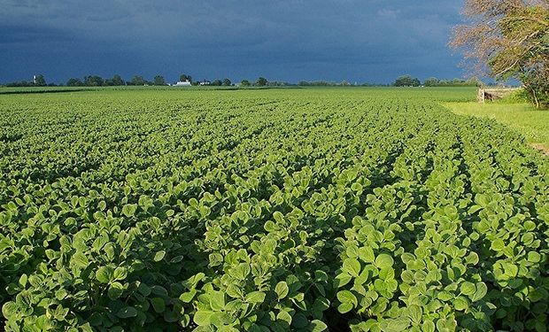 Sigue firme la soja en CBOT