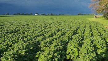 Nuevas lluvias optimizan el estado de la soja en Argentina