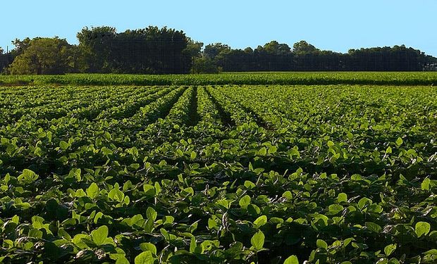 Clave para el campo: se define el tamaño de cosecha en EE.UU.