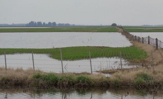 Los productores sufrieron las consecuencias de las copiosas precipitaciones de los meses de enero, febrero y principios de marzo.