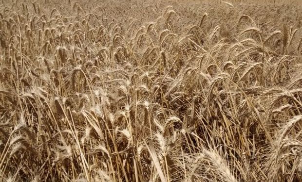 Ayer miércoles se negociaron 5310 toneladas de trigo baja proteína por un valor de 2200 $/tonelada también con entrega en Bahía Blanca.