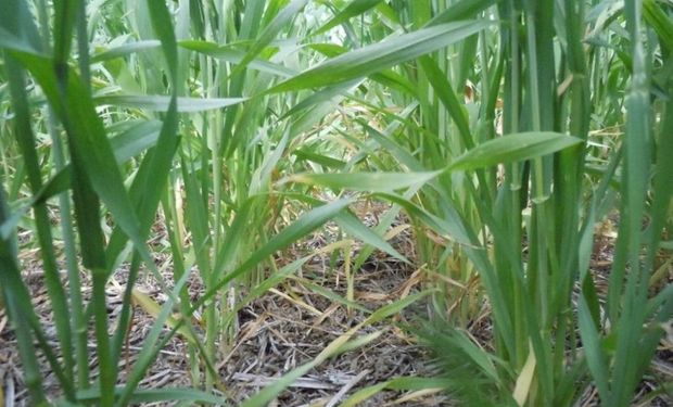 Semana positiva para los cultivos de trigo en Santa Fe