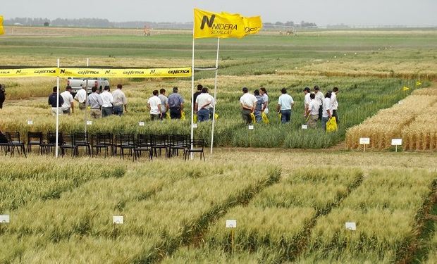 ¿Recorrida a campo sin salir de casa? Ofrecen una experiencia virtual única sobre un lote Líder de trigo