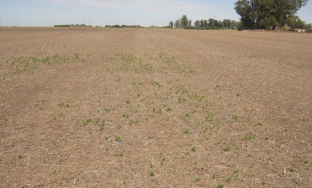 Esto obliga a repensar la estrategia de control de malezas y lleva a que los lotes deban ser puestos a cero nuevamente con malezas emergidas.