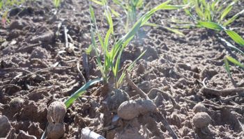 Trigo de Argentina necesita lluvias para mantener condiciones