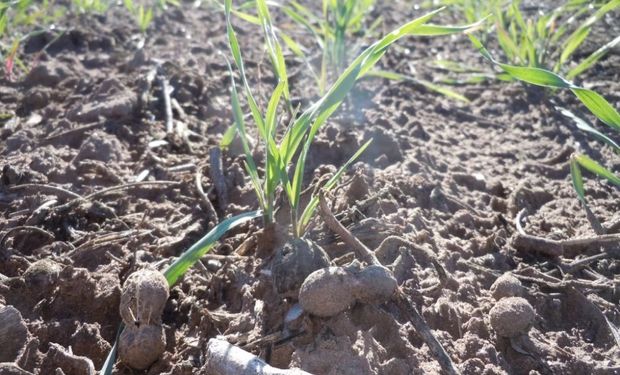 Trigo de Argentina necesita lluvias para mantener condiciones