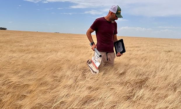 Se arriesgó a cambiar de variedad y tuvo "una locura" de rindes: hasta 7.250 kg/ha de trigo en campos "overos"