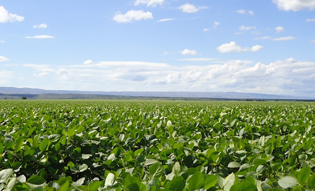 La meta por cumplir es incrementar el vigor y cuidar el cultivo en implantación con mínimo impacto ambiental.