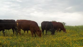 Forraje: argentinos descubren cómo mejorar la digestibilidad para el ganado