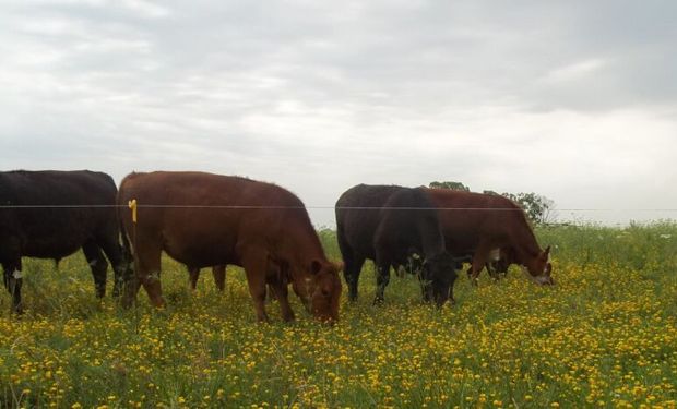 Forraje: argentinos descubren cómo mejorar la digestibilidad para el ganado