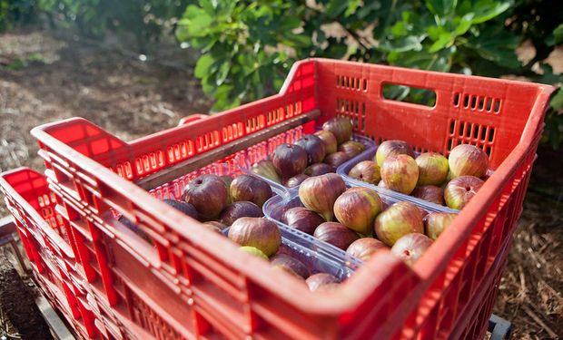 Produtos como banana, maçã, laranja, limão, abobrinha, beterraba, maracujá, manjericão e alho serão ofertados. (Foto - Camila Domingues/RS)