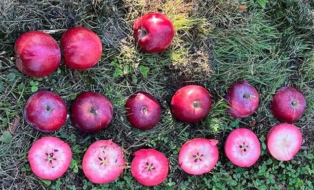 A maçã de polpa vermelha apresenta sabor intenso, mas equilibrado entre o ácido e o doce. (foto - divulgação)