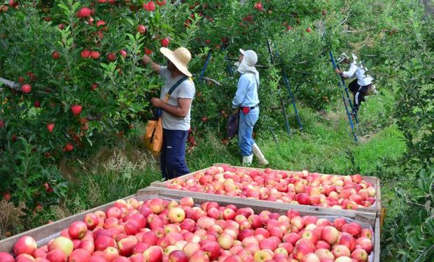 Colheita de Maçã foi iniciada em Fraiburgo, reconhecida como terra da maçã. (Foto - Epagri)