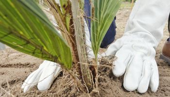 Bahia inaugura planta bilionária em investimento e produção para biodiesel de macaúba