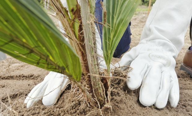 Bahia inaugura planta bilionária em investimento e produção para biodiesel de macaúba