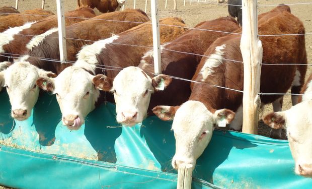 Desarrollar un mercado alternativo de alto potencial en un momento en que el país necesita producir más carne.