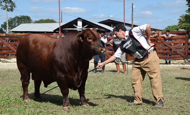 Brangus eligió a los grandes campeones de la raza: "Es el mejor encierre de toros que me tocó ver”