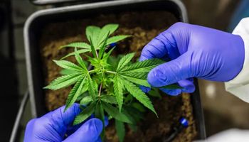 STJ convoca audiência pública sobre plantio de maconha para remédios