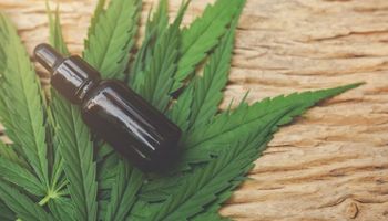 Governo pede mais prazo para regulamentar plantio de cannabis no Brasil