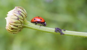  Bioinsumos: mercado que movimentou bilhões na última safra já é a realidade da agricultura brasileira