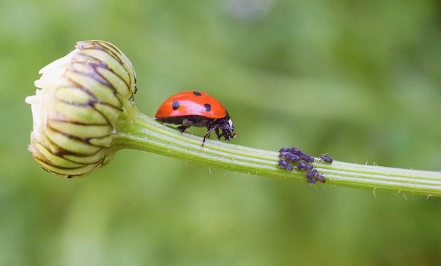  Bioinsumos: mercado que movimentou bilhões na última safra já é a realidade da agricultura brasileira