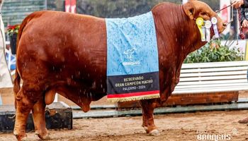 Histórico: pagaron $272 millones por el 50% de un toro Brangus