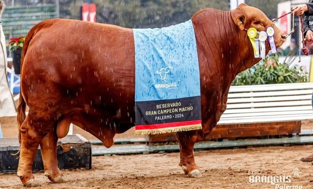 Histórico: pagaron $272 millones por el 50% de un toro Brangus